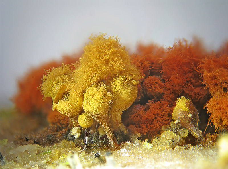 Hemitrichia e Metatrichia